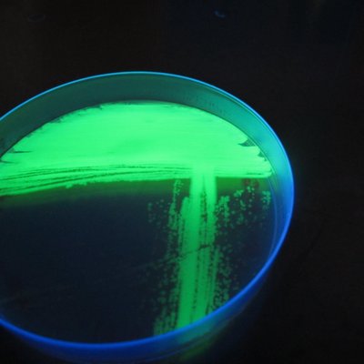 Profile Picture of Subhadeep Chatterjee (@Subhade68512667) on Twitter