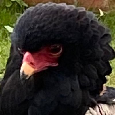 Profile Picture of Andrew Crocker (@neathboy) on Twitter