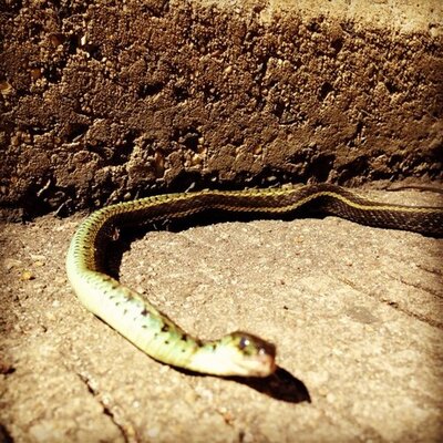 Profile Picture of Joseph Kulakowski (@joepony19) on Twitter