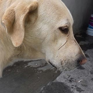 Profile Picture of Lucas Amaro (@lucas.amaro.794628) on Facebook