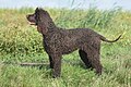 Profile Picture of Irish Water Spaniel - Wikipediaon Wikipedia