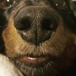 Profile Picture of James Haddow (@jamesxdawg) on Instagram