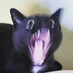 Profile Picture of Chris Pieper//Chrispy (@daily_stolen.memes) on Instagram