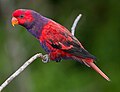 Profile Picture of Violet-necked loryon Wikipedia