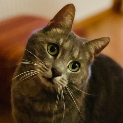 Profile Picture of Mr_Paul_Muscat (@MrPaulMuscat2) on Twitter