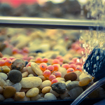 Ryan Shipe - Flickr Profile Picture of Ryan Shipe (@mistershipe) on Flickr