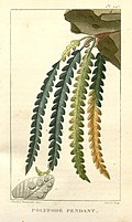 Profile Picture of Lellingeriaon Wikipedia