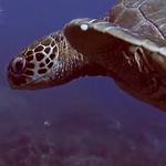 Profile Picture of YouYu Chang (@You-Yu CHANG) on Flickr