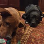 Profile Picture of Leo & Zuke🐶🐶 (@careyanimals) on Instagram