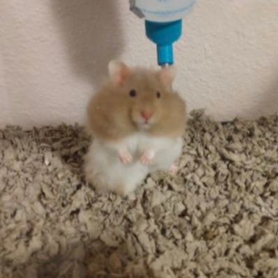 Profile Picture of Elise patrick (@Elisepa81312679) on Twitter