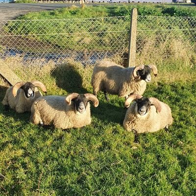 Profile Picture of BobbiLin (@bobbiLin11) on Twitter