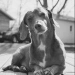 Profile Picture of Reinhardt AKA Gooch (@ronald_the_dachshund) on Instagram