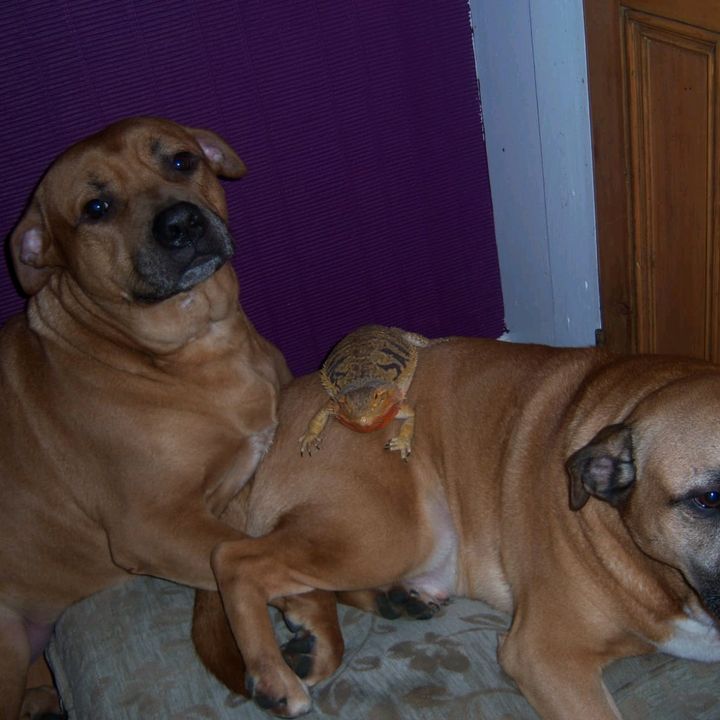 Profile Picture of mark (@markhound) on Tiktok