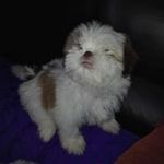 Althea Kelly Montañez - Instagram Profile Picture of Althea Kelly Montañez (@altheakellymontanez) on Instagram