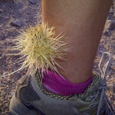 Profile Picture of Nancy Farries (@nfarries) on Twitter