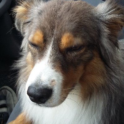 Profile Picture of Robin Benoît (@Robinbenot2) on Twitter