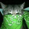 Profile Picture of Herbert sousa (@@gato_smoke) on Tiktok
