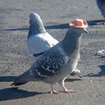 Profile Picture of Cʀᴀɪɢ Bʀᴇᴡᴇʀ (@pigeonwithhatofficial) on Instagram