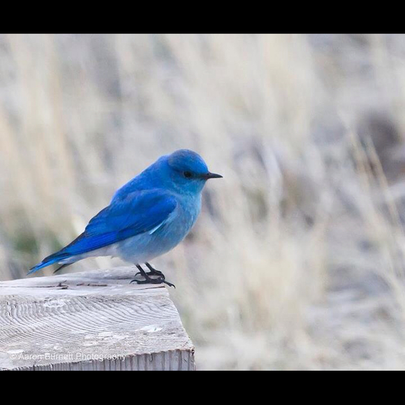 Profile Picture of Cathy Scheibelhut (@cathyrunning) on Poshmark