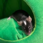 Profile Picture of Kelli Maple’s mice (@kellismice) on Instagram