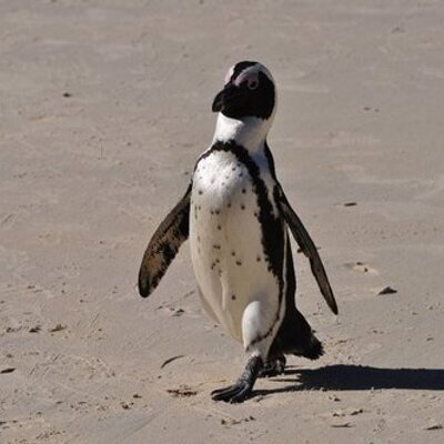 Profile Picture of Margaret S  Cohen (@Britbase1) on Twitter