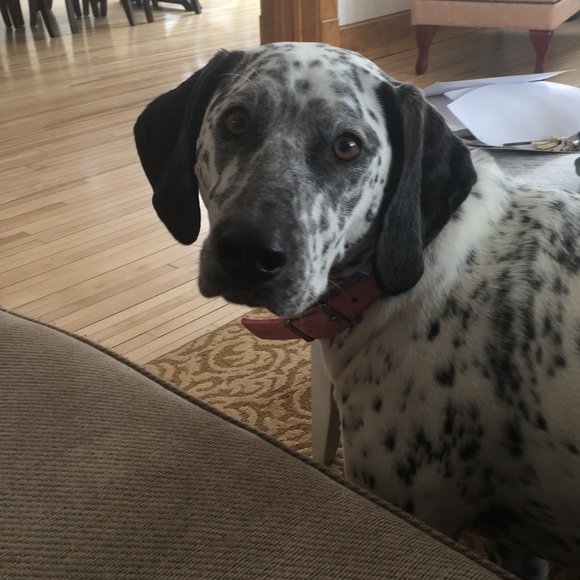 Profile Picture of Shaylae Szotkowski (@smszotkowski) on Poshmark