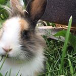 Profile Picture of Mona-Lisa (@glitzer_rabbits) on Instagram