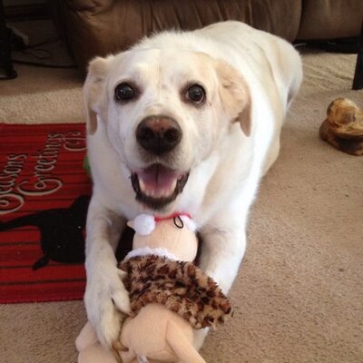 Profile Picture of Kelli Williams (@kelliwilliams72) on Twitter