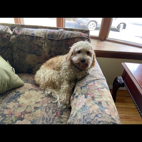 Profile Picture of Eileen Mcmahon (@eileen_mcmahon) on Poshmark