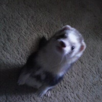 Profile Picture of Kyle Shannon (@Kyleshannon3) on Twitter