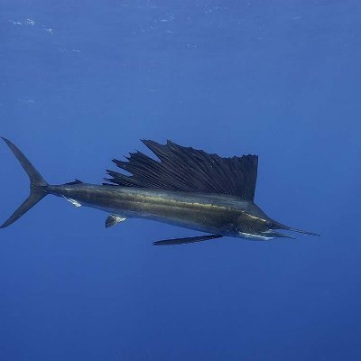 Profile Picture of Rando (@Andrew_S_Pruden) on Twitter