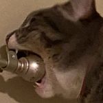 Profile Picture of King Richard (@richard_milson) on Instagram