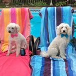 Profile Picture of Kirby and Nala (@ourpamperedpoodles) on Instagram