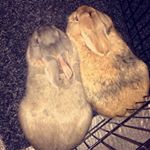 Profile Picture of Ginny/Luna/Albert/Archie (@binkybooty) on Instagram