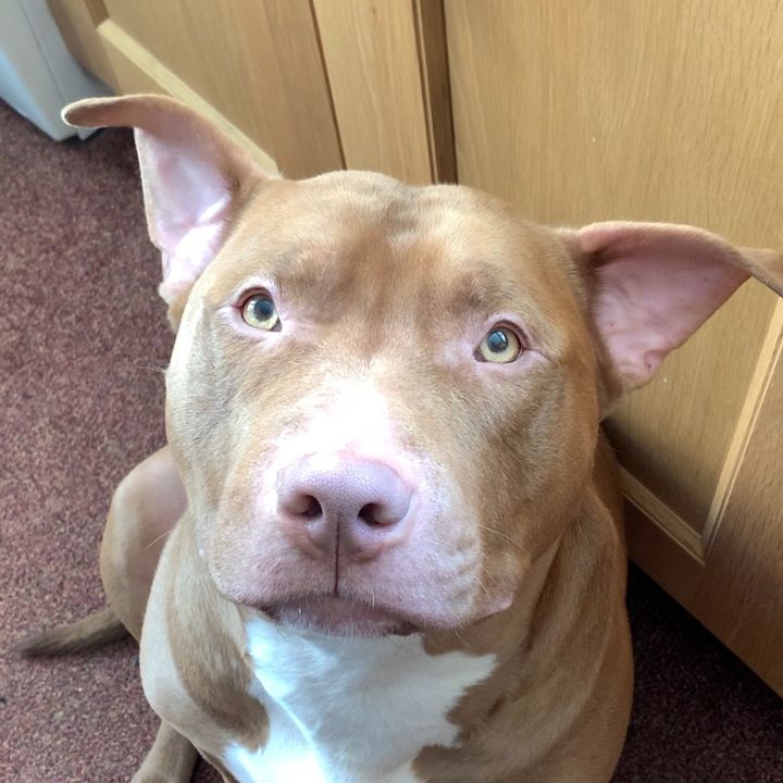 Profile Picture of 🐾BRUCE🐾 (@bullycalledbruce) on Tiktok
