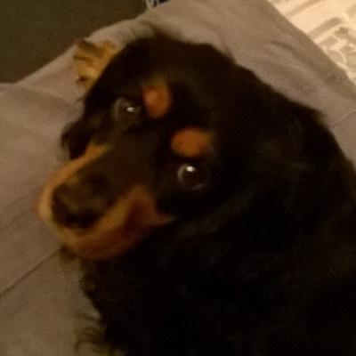 Profile Picture of Joshua Creamer (@josh5819) on Twitter