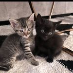 Profile Picture of Ruby, Bentley & Grayson (@furreverpals_) on Instagram