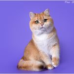 Profile Picture of Ольга Егорова SOLVAX (@scottish.kitty.british) on Instagram