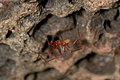 Profile Picture of Scaffold web spideron Wikipedia