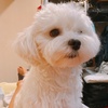 Profile Picture of Yiyi Zhang (@zhangyi321) on Tiktok