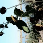 Profile Picture of Hugh Mullins (@kidsopa579) on Instagram