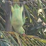 Profile Picture of Anindya Sengupta (@anindya.chandan) on Instagram