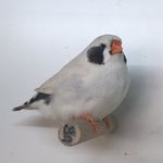 Profile Picture of Michael Sesterhenn (@michael_sesterhenn) on Instagram