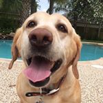 Profile Picture of Marley Jane Dorsey (@marleey__the__dog) on Instagram