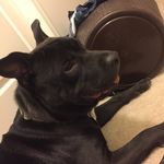 Profile Picture of Nicholas Rolando Sapin (@ruger_big_ol_baby_dog) on Instagram