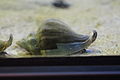 Profile Picture of Neptunea arthriticaon Wikipedia