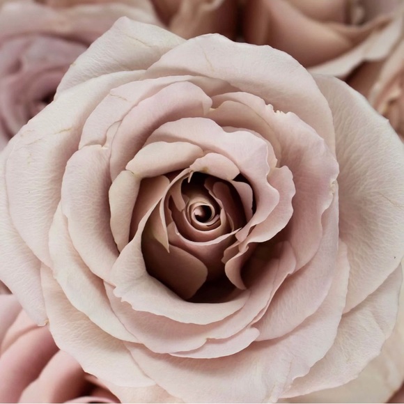 Profile Picture of Sarah Blarek (@sblarek) on Poshmark