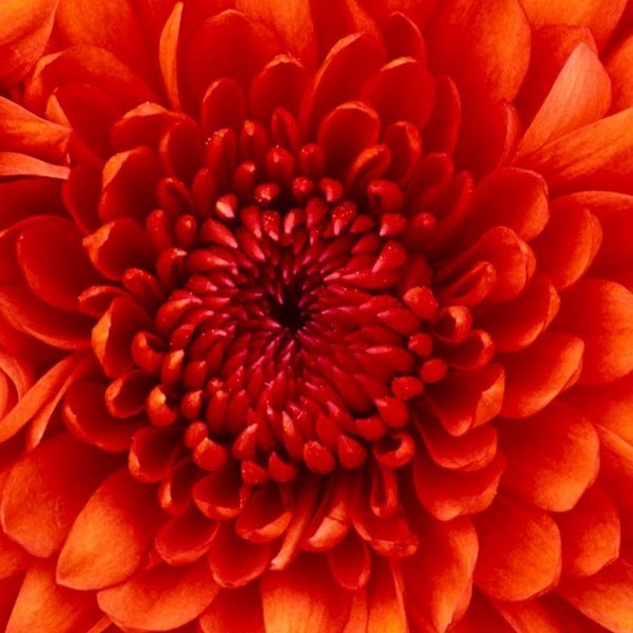 Profile Picture of Joya Sykes (@drjoyasykes) on Poshmark