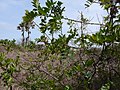 Profile Picture of Zanthoxylum zanthoxyloideson Wikipedia
