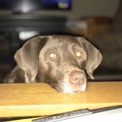 Profile Picture of Glazier Bill  🍻 🇺🇸 (@BillScherer27) on Twitter